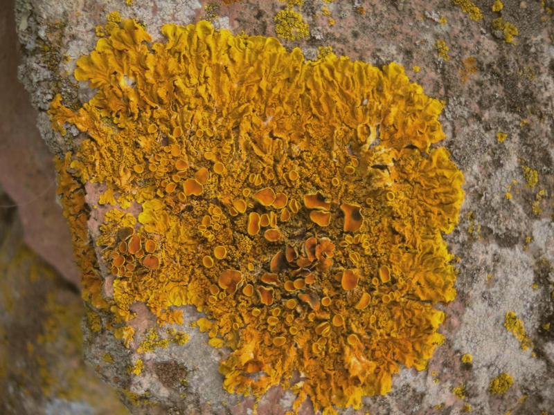 ...su muretto a secco...